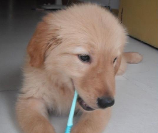 金毛身上很臭怎么办,金毛身上很臭怎么处理