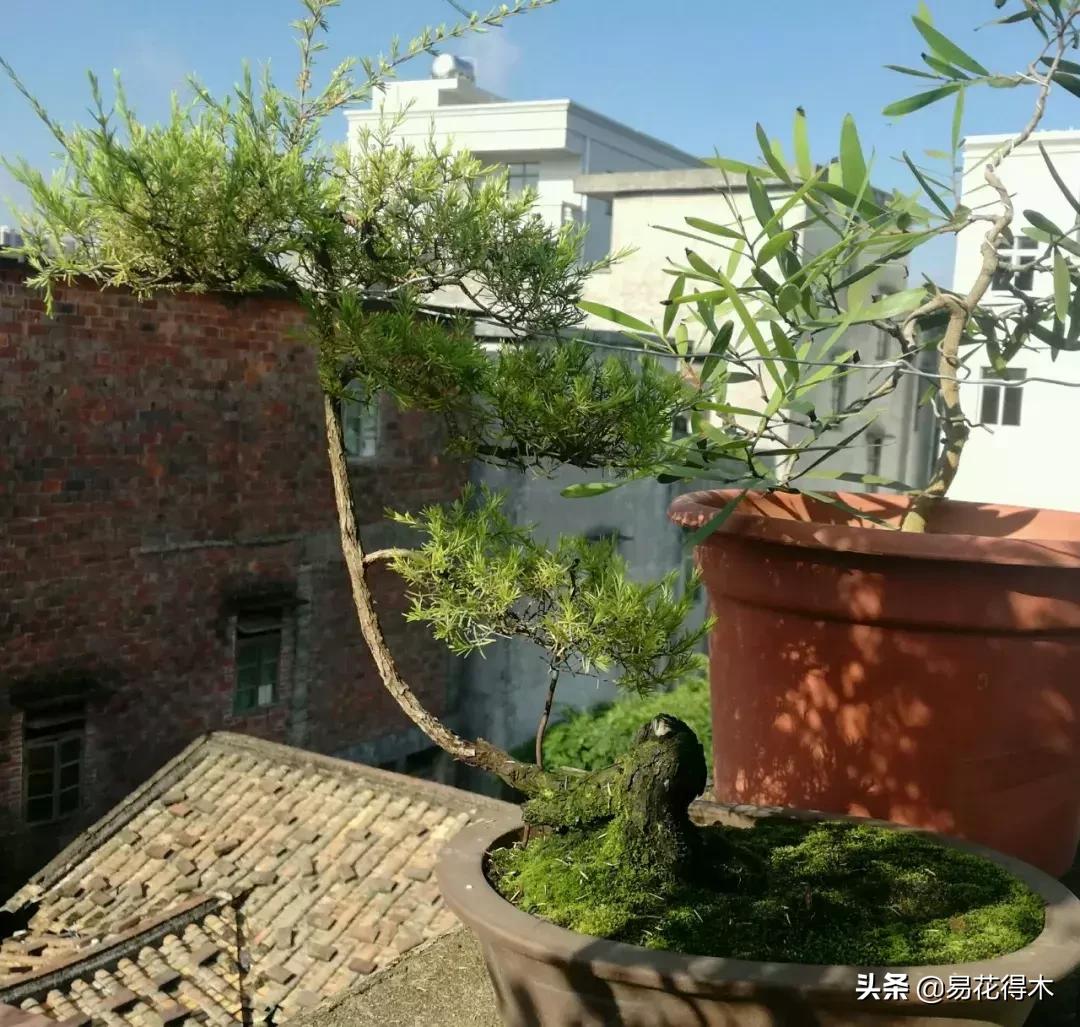 岗松盆景移栽,岗松盆景风景