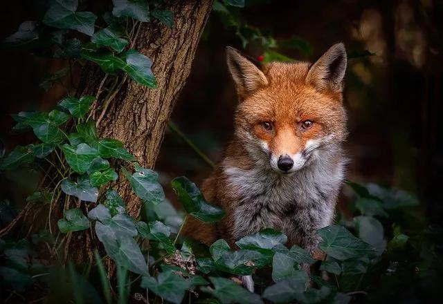 葬礼当天，她成为了四个孩子的“后妈”，网友：这是童话故事吧