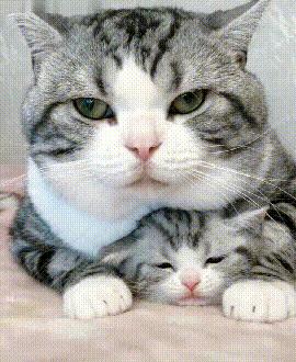 萌出血的猫,萌出血的小奶猫