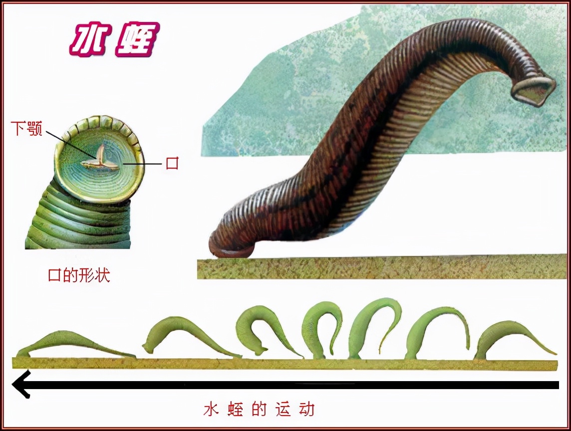蚂蟥吃到肚子里会存活吗,不小心把蚂蟥吞到肚子里怎么办