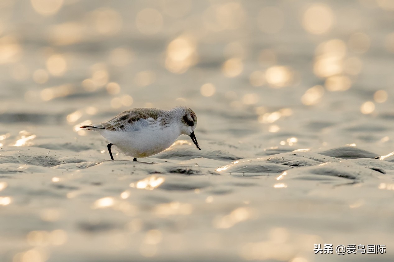 勺嘴鹬自带饭勺的小萌物,自带饭勺的勺嘴鹬