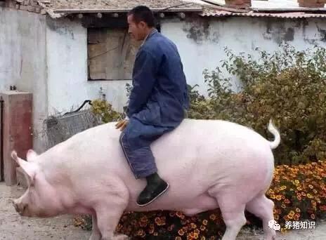 母猪总是配种不怀孕,究竟是什么原因?