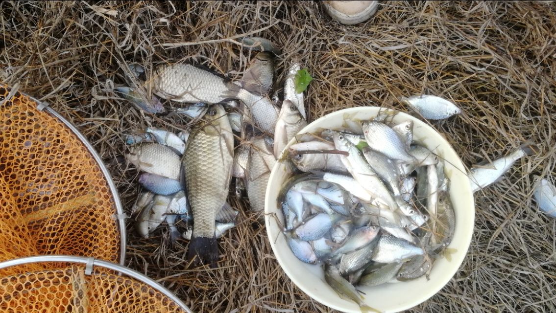 钓鱼遇小鱼闹窝怎么办,钓鱼遇小鱼闹窝用什么饵料最好