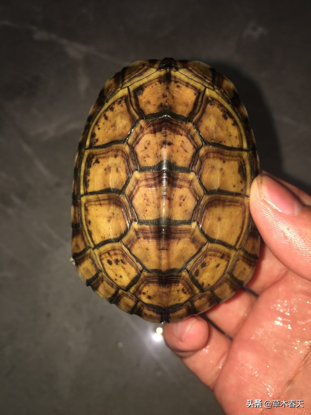 黄喉龟腐甲前期表现,养龟怎么预防腐皮烂甲