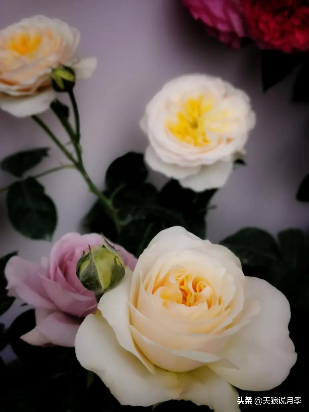 月季春季第一波花要不要剪,月季春季第一波花开后嫁接