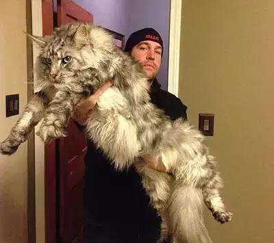 缅因猫到底有多可怕啊,缅因猫为什么不建议养