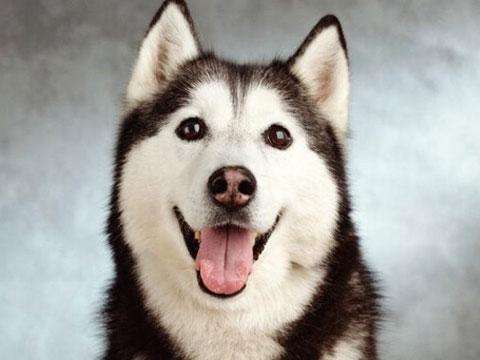 这7个狗狗的古怪行为不可忽视,这5大狗狗就是白眼狼你养过几只