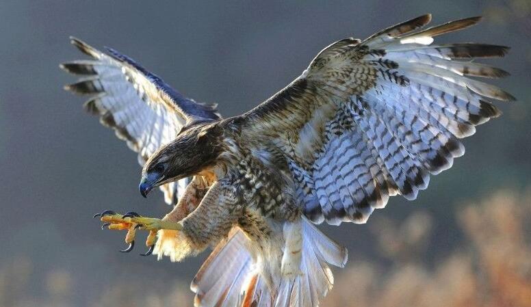 捕捉野山羊,捕捉山羊方法大全