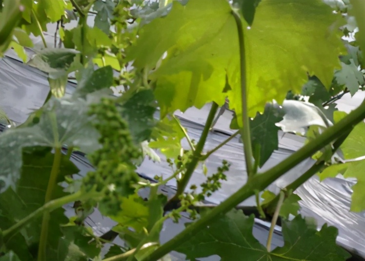 葡萄花期穗尖干枯怎么办,葡萄花穗少怎么解决