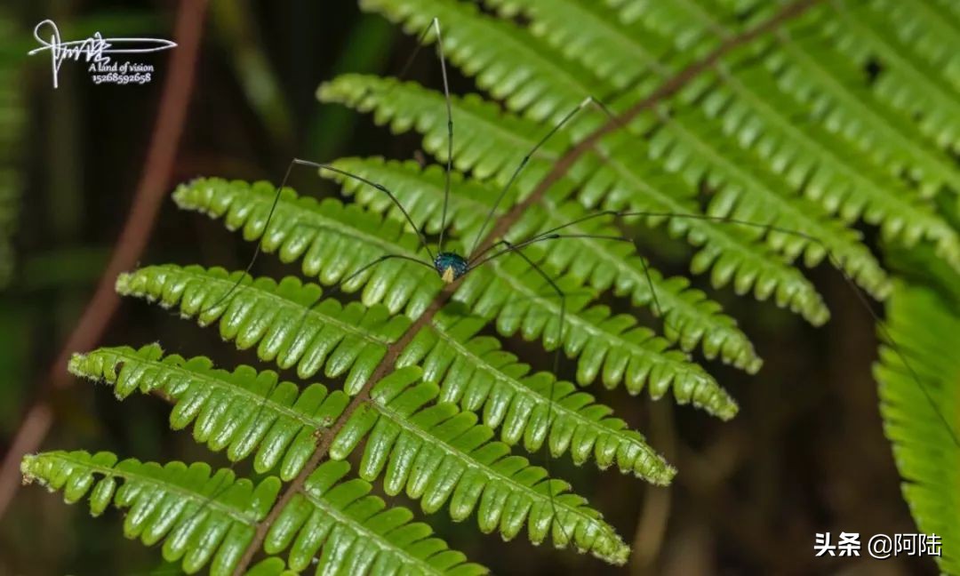 我的昆虫记封面,我的昆虫记作文300字
