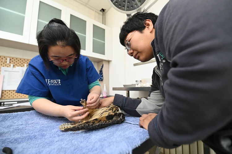 猛禽康复训练视频,猛禽康复师纪录片