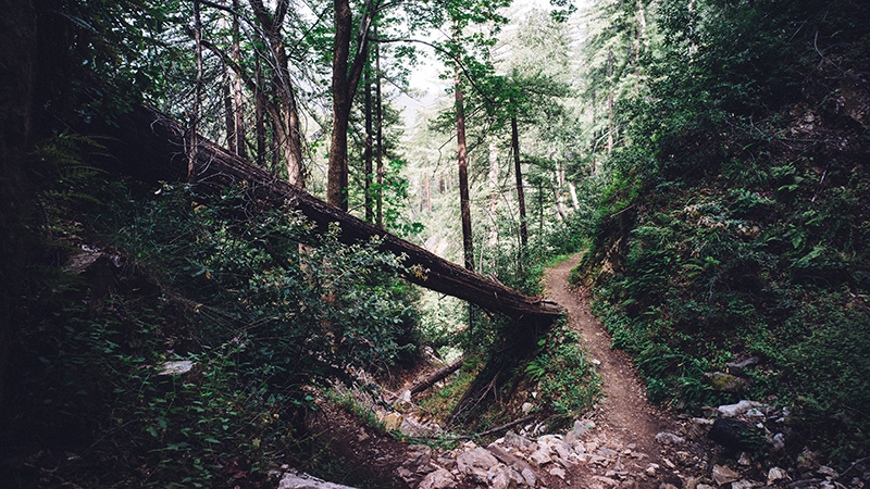 农村小伙白手起家挣千万,返乡种药材致富故事