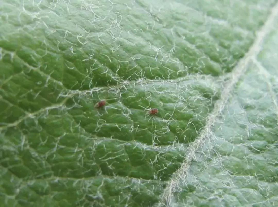 苹果虫害最佳防治方法,苹果各种虫害最佳防治时间