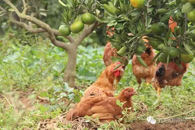 怎么样才能知道土鸡是什么样的,如何知道土鸡缺少什么营养