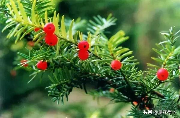 红豆杉和水杉有什么区别,红豆杉和水杉怎么辨别