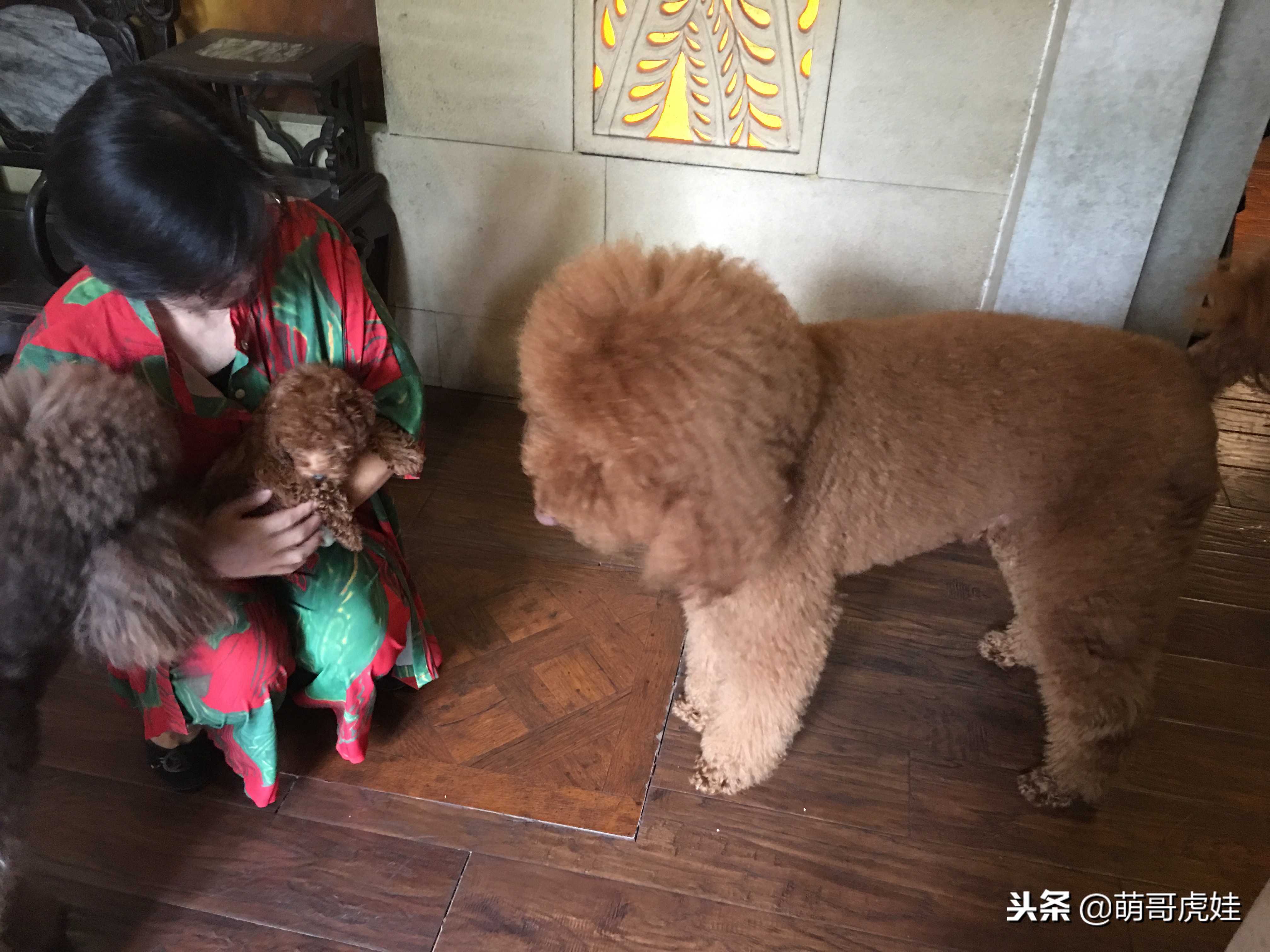 怎么把小泰迪养成巨型泰迪呢,迷你小泰迪怎么长不胖