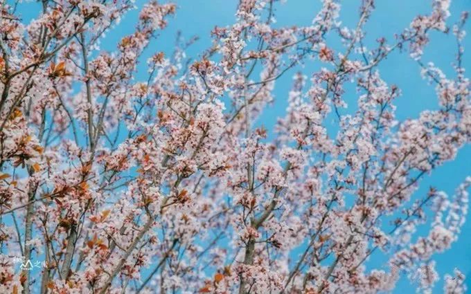 大理丽江泸沽湖三天之旅,云南丽江泸沽湖风花雪月