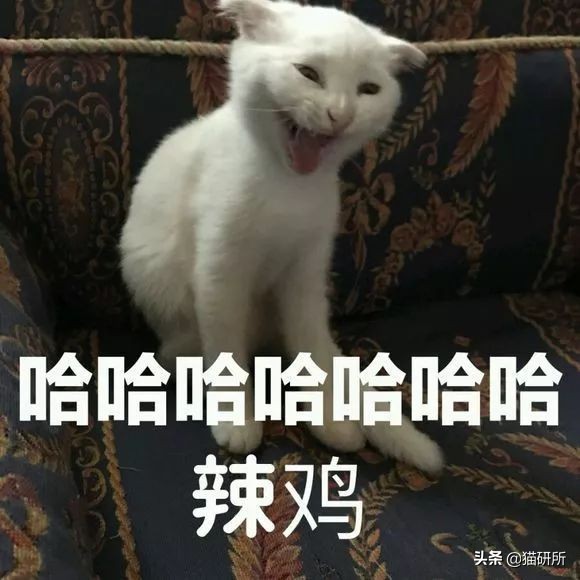 猫咪一副听不懂人话的样子,猫咪一副不太聪明的样子