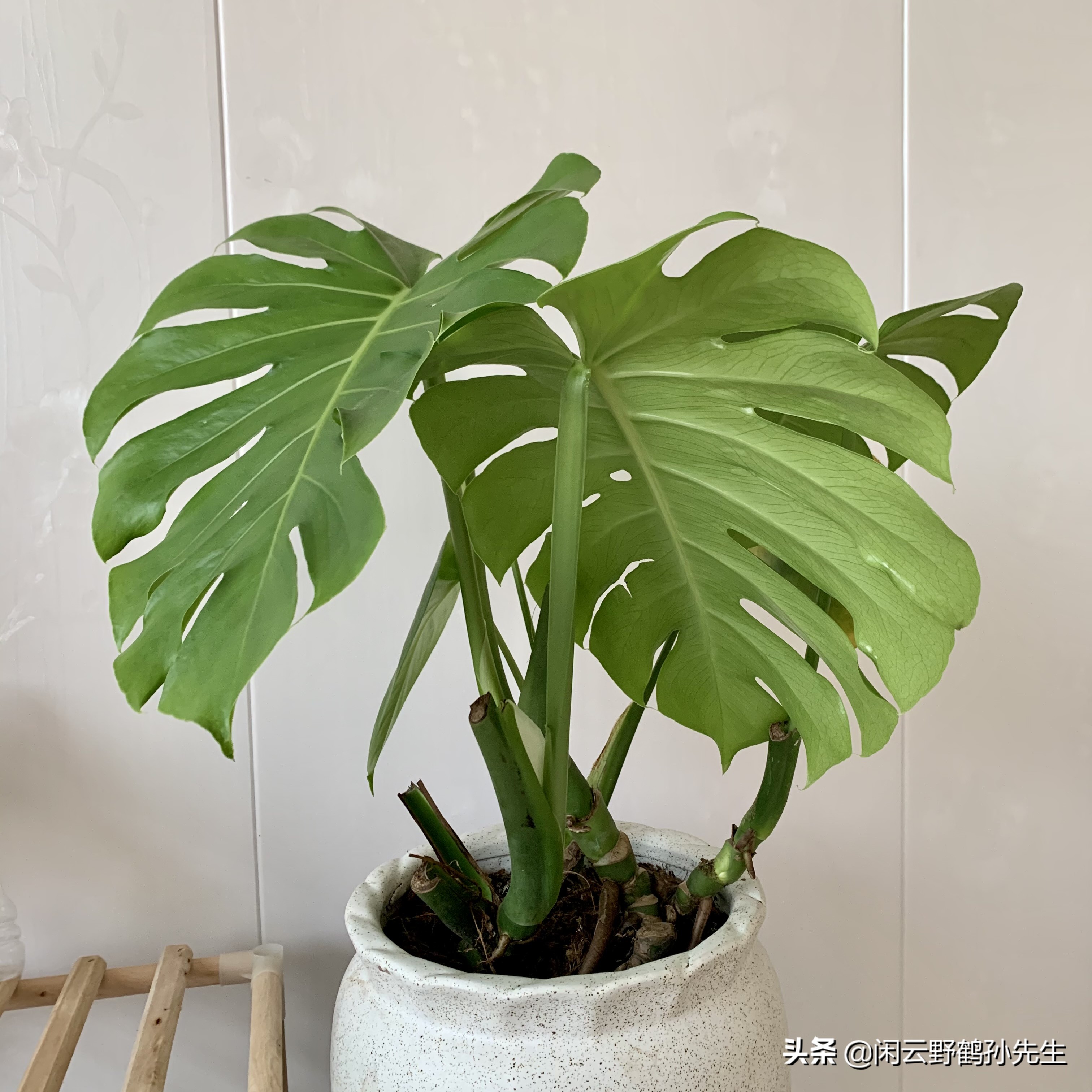 龟背竹小盆栽养殖方法,龟背竹怎么换盆后才能开花