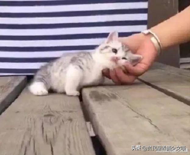 强撸的猫不甜，这些撸猫手法让猫咪乖乖投降，收藏备查