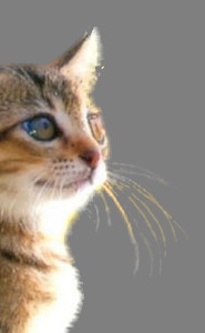 photoshopcs5怎么抠图,adobephotoshop抠图