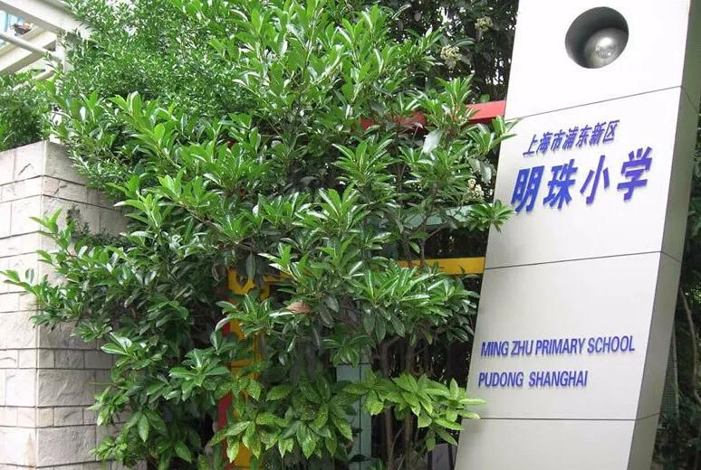 上海新晋10所黑马小学大盘点,2020年上海最好的十所民办小学