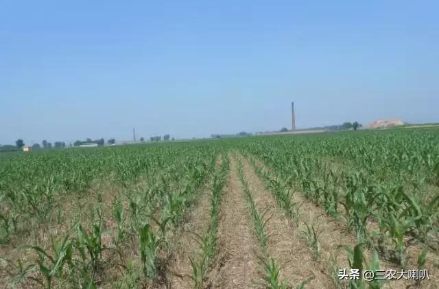 玉米苗后除草剂药害下雨会减轻吗,玉米除草剂对豆角的药害怎么解除