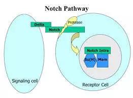 硬货的解析,硬货必买的10种