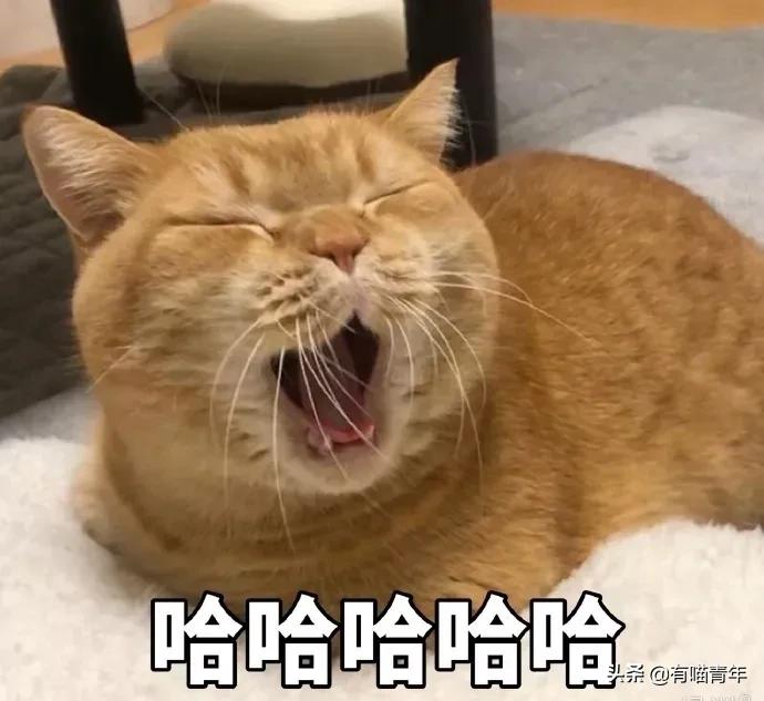 养猫应该如何起名,猫的名字越贱越好养活