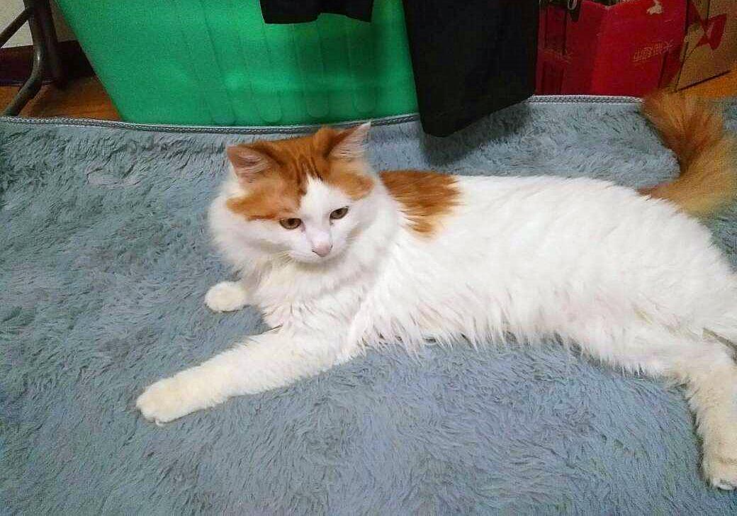 20块钱能买几只猫,20块钱买的猫