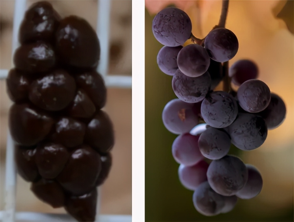 兔兔那么可爱为什么要吃它,兔兔这么可爱为什么要吃它