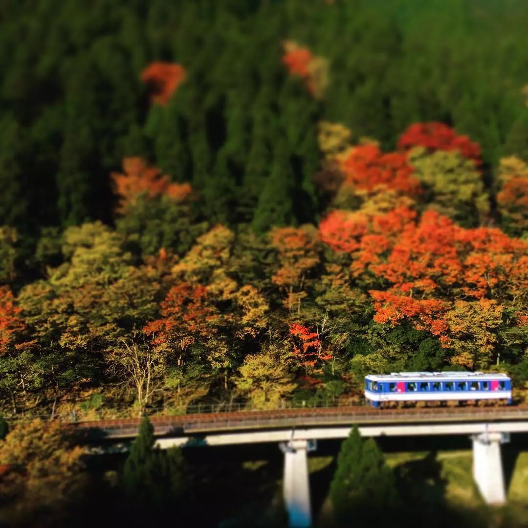 做个‘追枫少女’领略红叶之美！