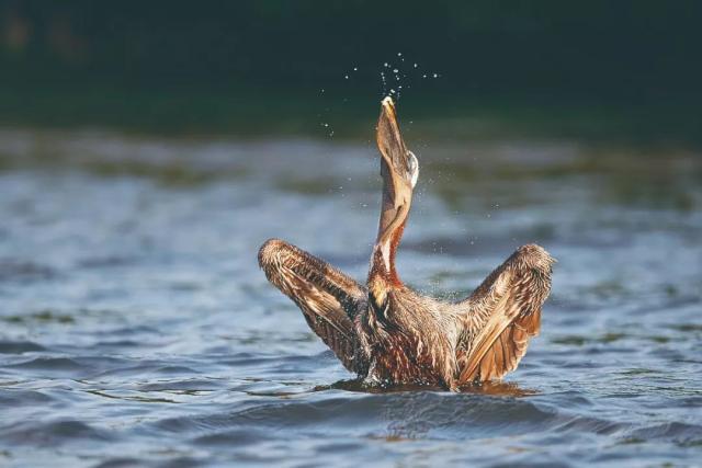 看起来威武霸气，其实比谁都嘴欠，带你了解鹈鹕的生活