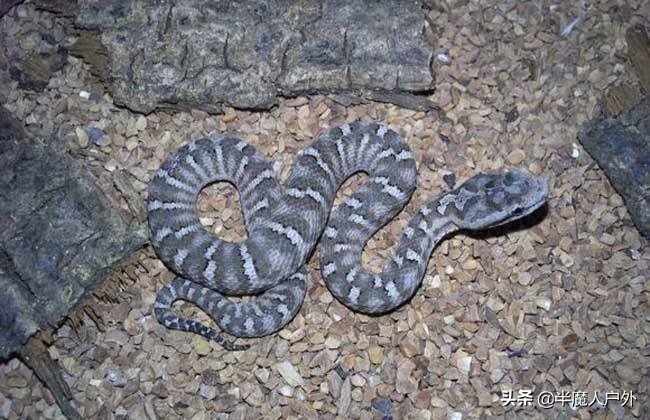 野外生存的知识有哪些,农村常见的蛇类你都认识吗