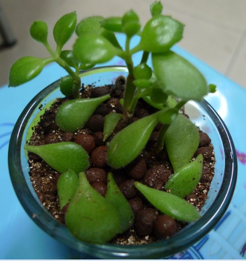 多肉熊童子叶片上落灰尘如何处理,多肉熊童子夜晚零下3度会冻伤吗