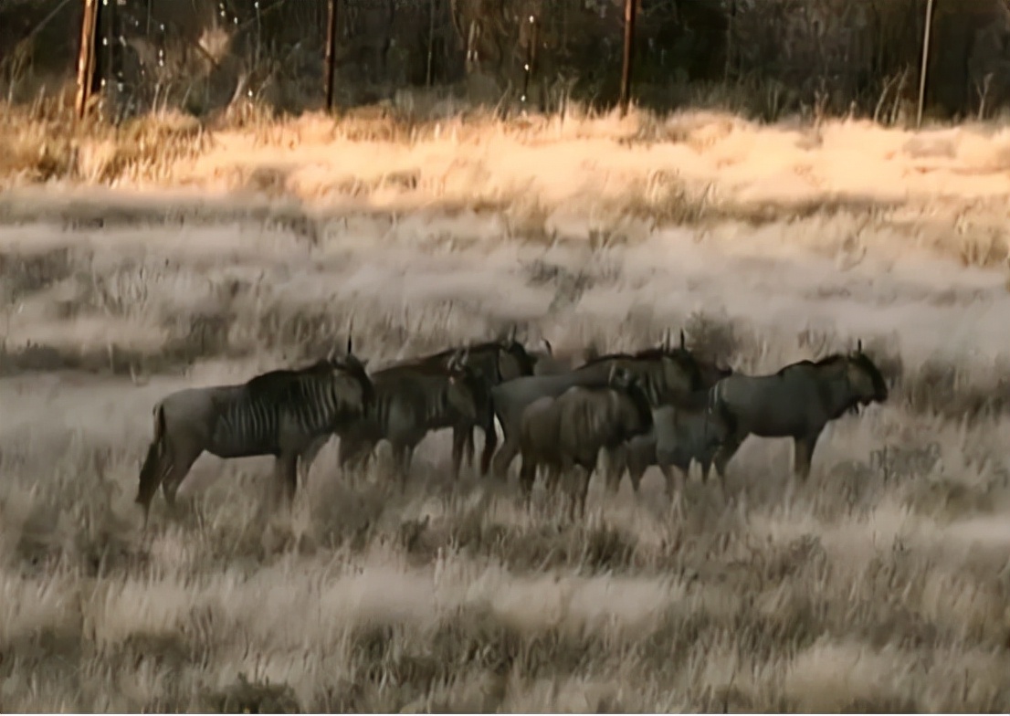 科学家把两头老虎运到非洲，这样的入侵，狮子还能保住地位吗？