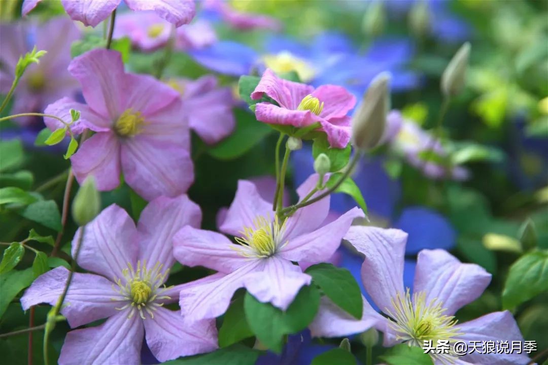 铁线莲折扣,铁线莲哪款值得入手