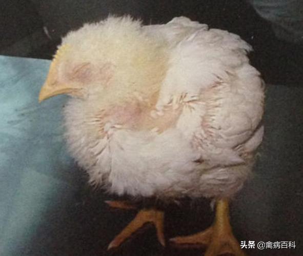鸡不长肉消瘦怎么回事,鸡消瘦不长肉怎么治疗