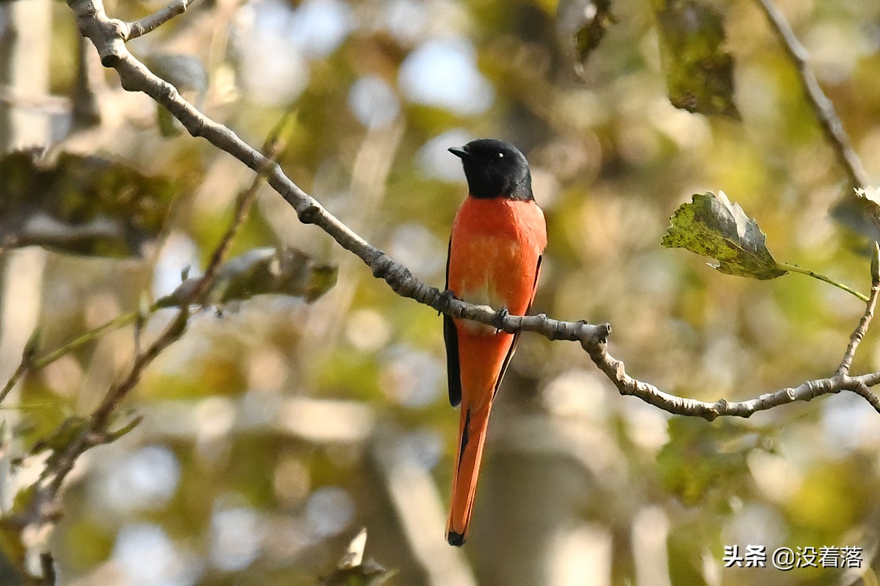 「10.13」北京沙河观鸟日记：收获长尾山椒鸟与中华攀雀