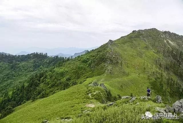 探秘汉中,汉中一村子窜入野生羚牛