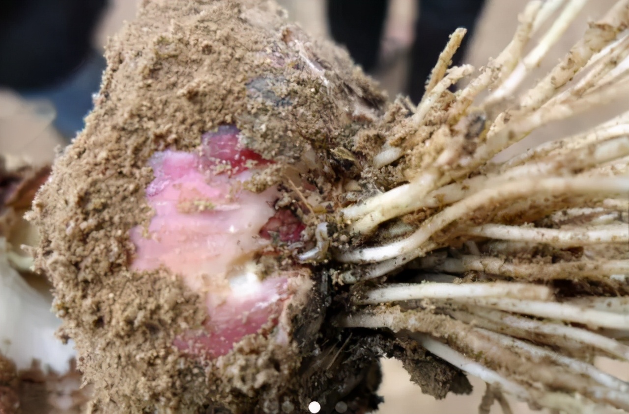 农田地下害虫怎么处理,病虫害防治地上地下害虫通通搞定