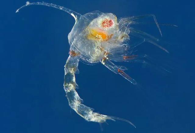 关于螃蟹科普知识,螃蟹科普