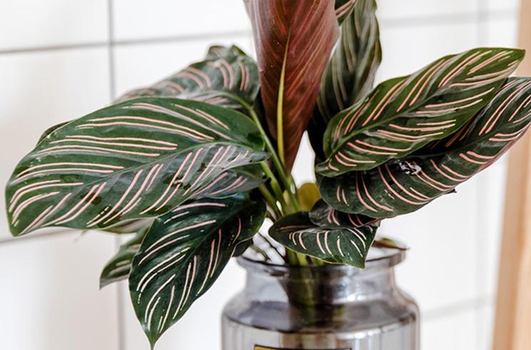 竹芋冬天的养护方法,竹芋冻伤了怎么补救