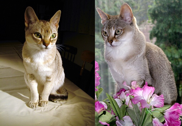 各种猫咪花纹品种,名贵品种猫咪大全