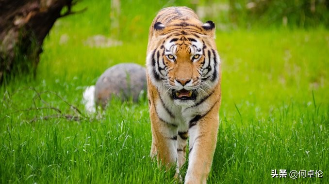 在非洲不幸遇到狮子过来怎么办？动物专家这一招可能救你一命