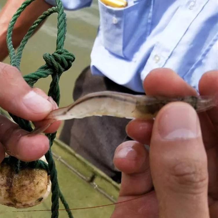 对虾发生空肠空胃,对虾空肠空胃掉苗怎么处理