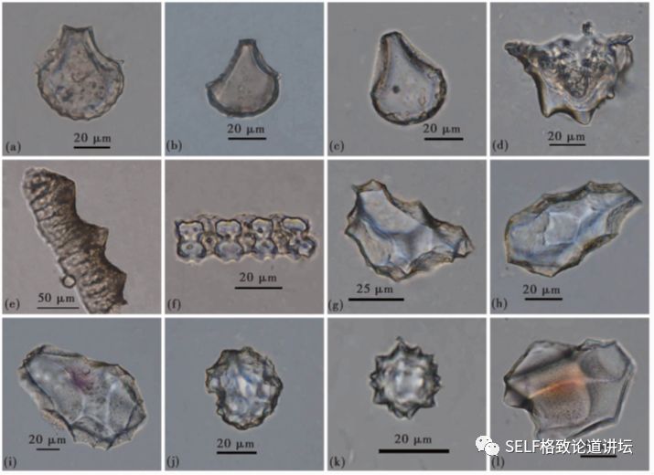 关于恐龙的研究详细,恐龙食谱大全及做法
