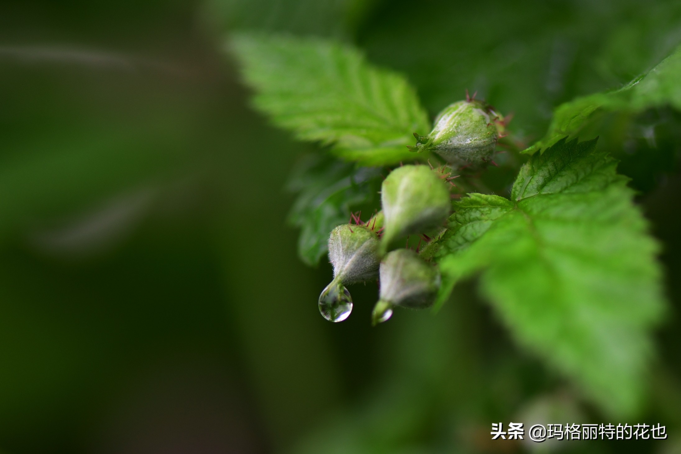 树莓在庭院怎么种植,树莓可在院子里种吗