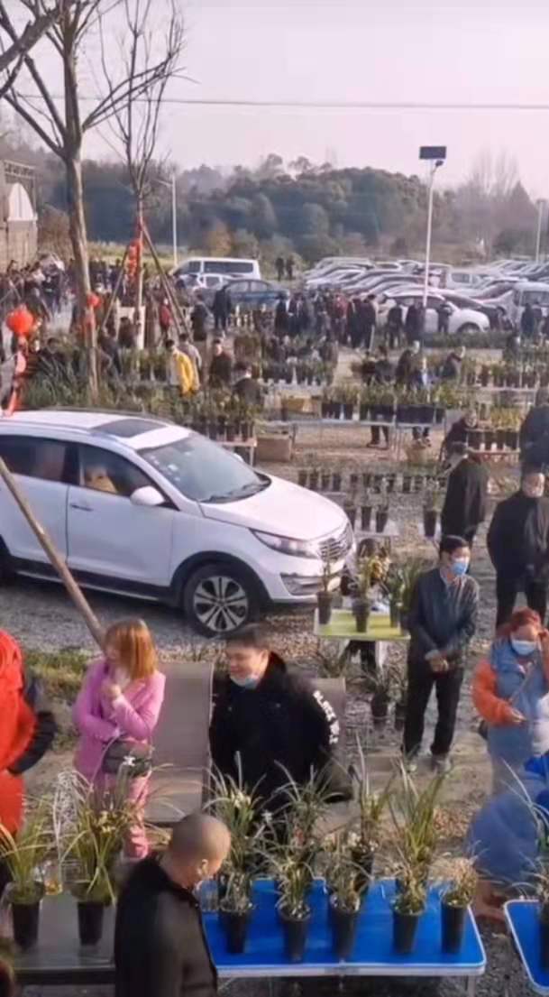 郫都区兰花交易市场在哪里,郫都最大的兰花市场